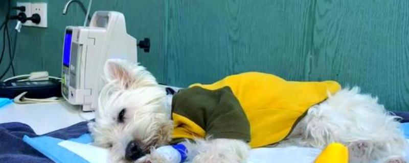 犬细小病毒感染症状，分为肠炎型和心肌炎型