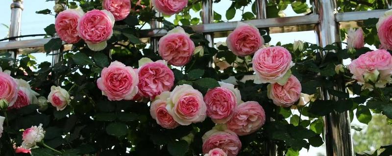 地栽滕本月季怎样施肥，春秋每半个月施加一次稀薄的液肥