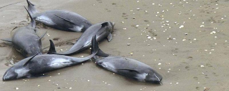 海豚搁浅的意思,就是海豚进入了浅水区或海滩上