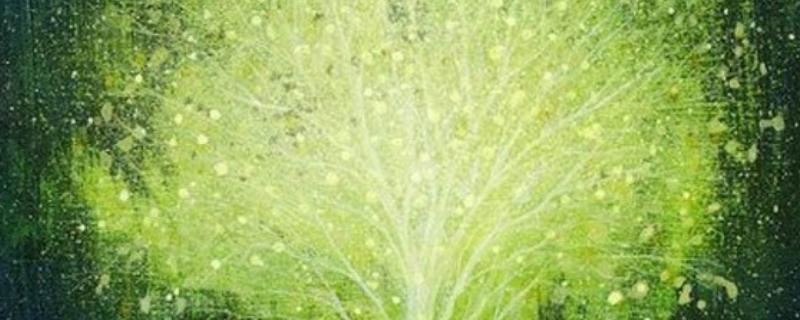 会发光的植物有哪些,有夜光树、夜皇后等