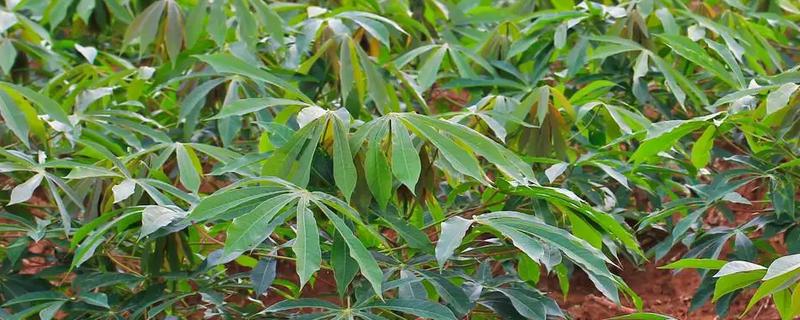 木薯的种植方法,一年需要进行两次施肥