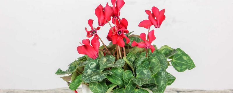 仙客来如何分株,切割位置根据块茎上幼芽分布来决定