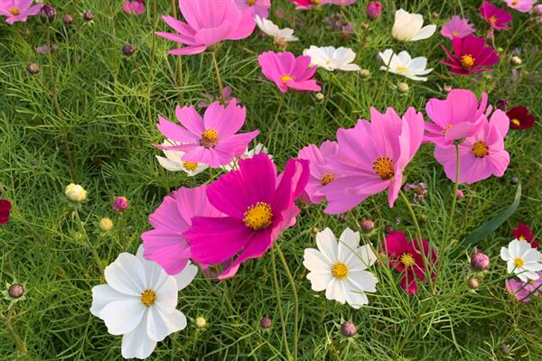 为什么格桑花容易倒，可能是缺乏光照所致