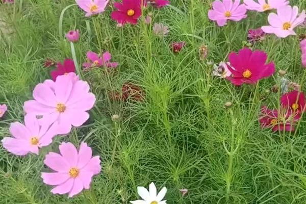 为什么格桑花容易倒，可能是缺乏光照所致