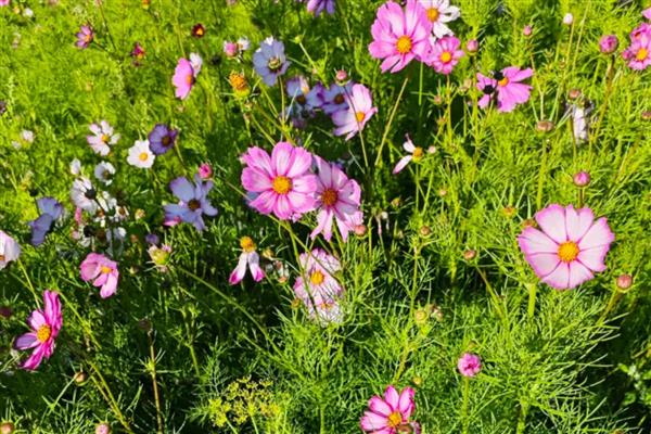 为什么格桑花容易倒，可能是缺乏光照所致