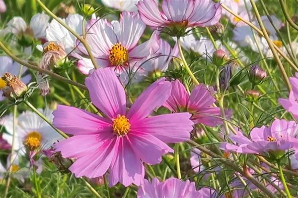 为什么格桑花容易倒，可能是缺乏光照所致