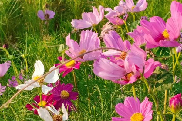 为什么格桑花容易倒，可能是缺乏光照所致