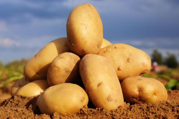 陕西省神木市的特产,有神木黑豆、神木绿豆粉皮等