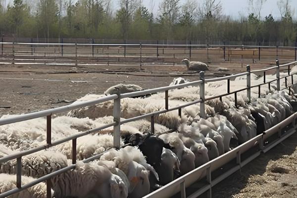 陕西省神木市的特产,有神木黑豆、神木绿豆粉皮等