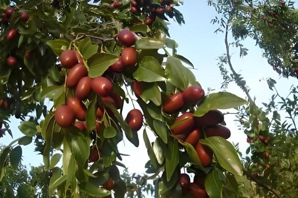 陕西省神木市的特产,有神木黑豆、神木绿豆粉皮等