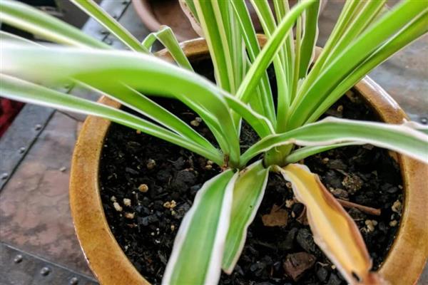 吊兰叶子发黄的原因，可能是缺乏养分或温度过高所致