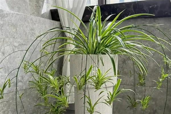 吊兰叶子发黄的原因，可能是缺乏养分或温度过高所致