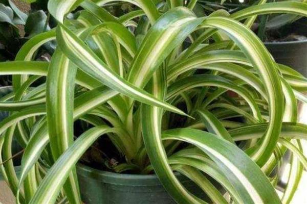 吊兰叶子发黄的原因，可能是缺乏养分或温度过高所致