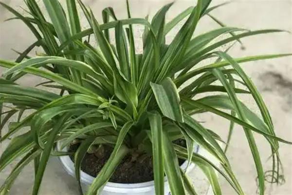 吊兰叶子发黄的原因，可能是缺乏养分或温度过高所致