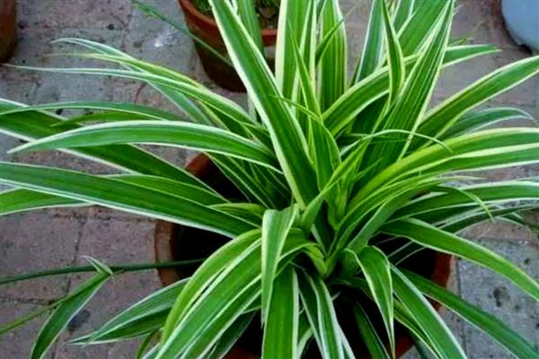 吊兰叶子发黄的原因，可能是缺乏养分或温度过高所致