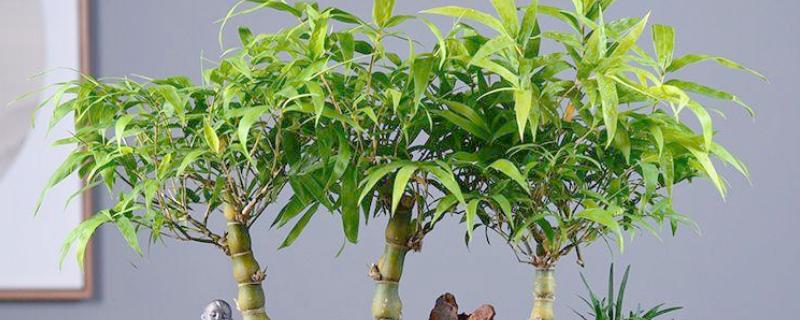 竹子叶子发黄如何补救,可将它搬移到散光下养护