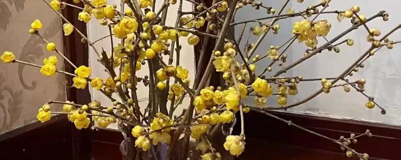 腊梅花怎么保存,首先要对其进行修剪