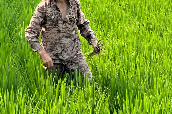 水稻齐穗期的田间管理方法,齐穗后15天后进行病害防治