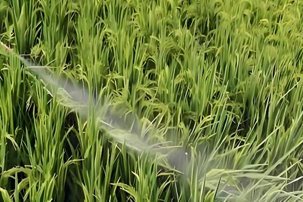 水稻齐穗期的田间管理方法,齐穗后15天后进行病害防治