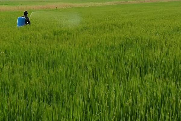 水稻齐穗期的田间管理方法,齐穗后15天后进行病害防治