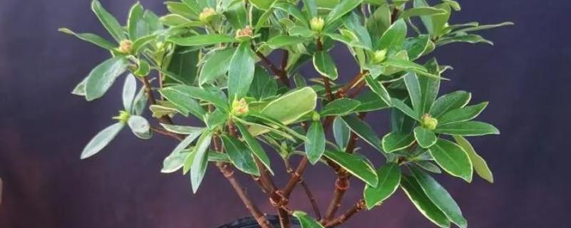 瑞香需要施哪种肥，可以施氮磷钾肥或腐熟有机肥