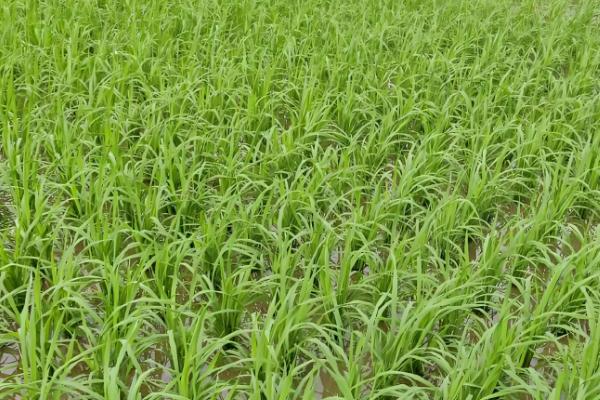 水稻齐穗期的田间管理方法,齐穗后15天后进行病害防治