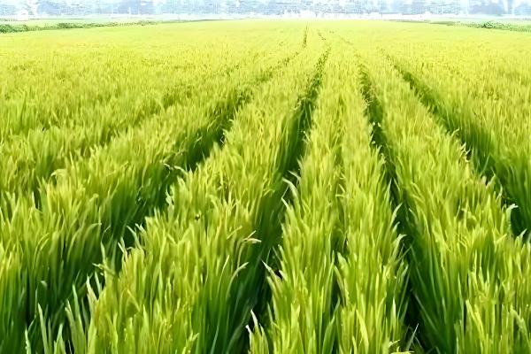 水稻齐穗期的田间管理方法,齐穗后15天后进行病害防治