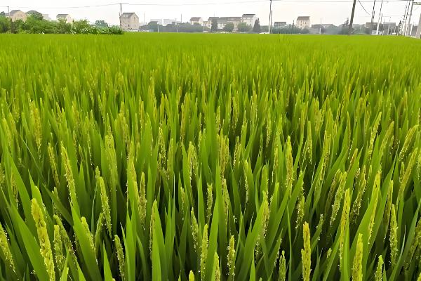 水稻齐穗期的田间管理方法,齐穗后15天后进行病害防治