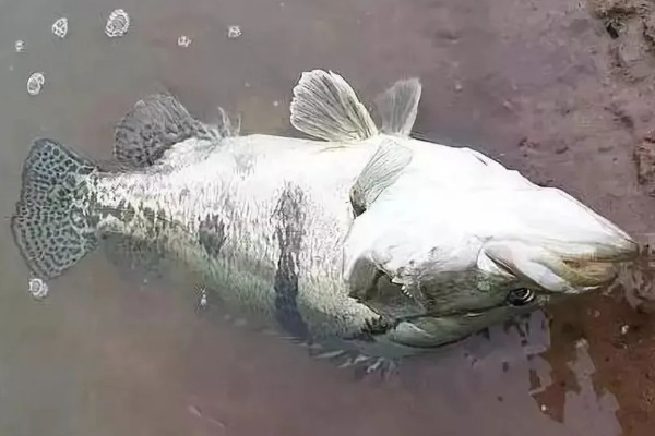 鳜鱼和桂鱼的区别，鳜鱼和桂鱼没有区别