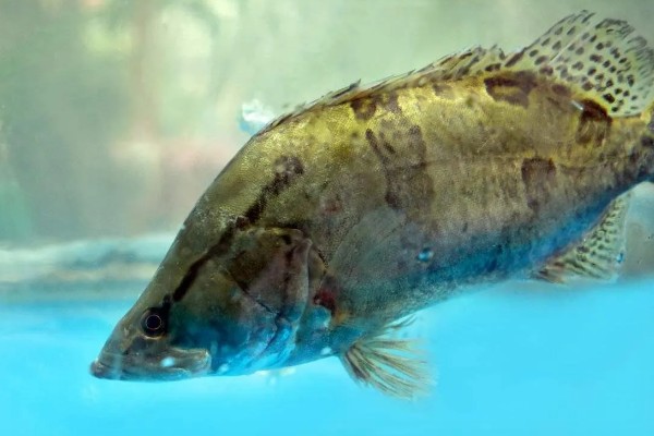 鳜鱼和桂鱼的区别，鳜鱼和桂鱼没有区别