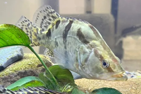 鳜鱼和桂鱼的区别，鳜鱼和桂鱼没有区别