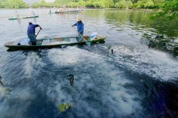 鳜鱼和桂鱼的区别，鳜鱼和桂鱼没有区别
