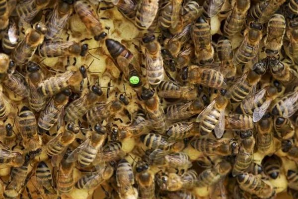 蜂群失王多长时间可以合并,1-2天合并相对最容易成功