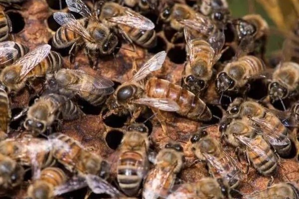 蜂群失王多长时间可以合并,1-2天合并相对最容易成功