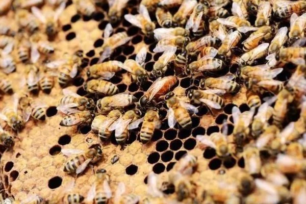 蜂群失王多长时间可以合并,1-2天合并相对最容易成功