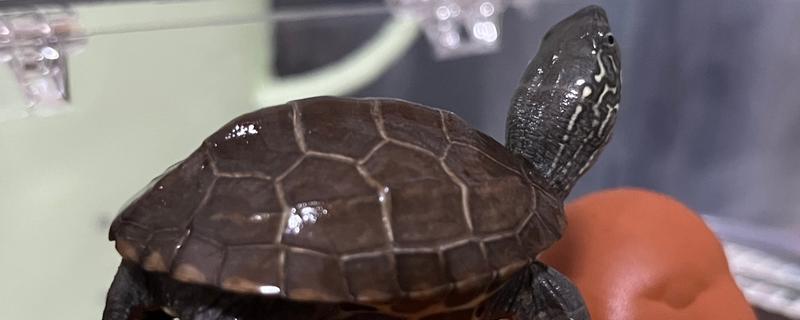 龟和鳖的区别，属类和外壳均不同