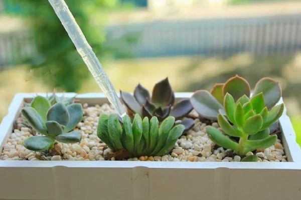 多肉植物如何浇水,春秋两季每隔2-4浇一次水