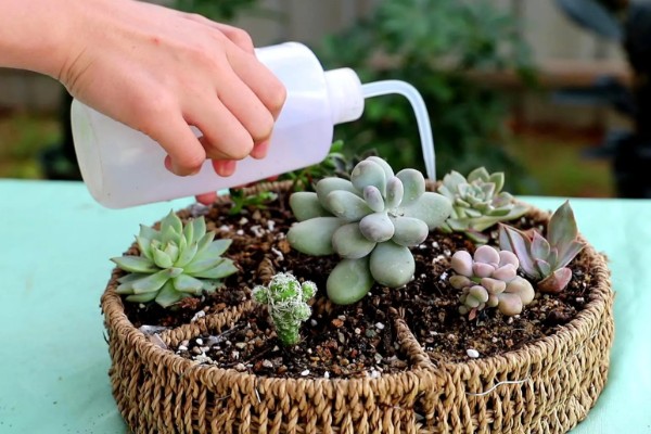 多肉植物如何浇水,春秋两季每隔2-4浇一次水