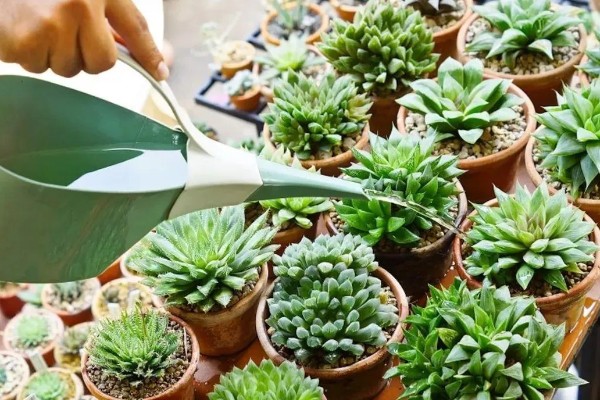 多肉植物如何浇水,春秋两季每隔2-4浇一次水