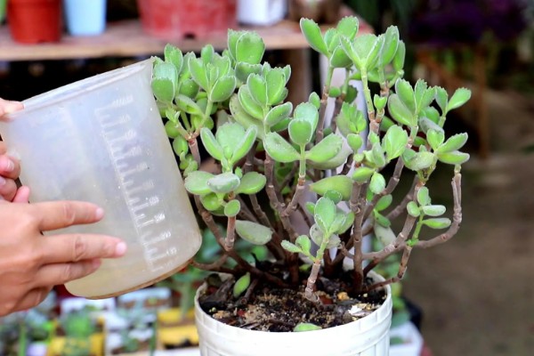 多肉植物如何浇水,春秋两季每隔2-4浇一次水