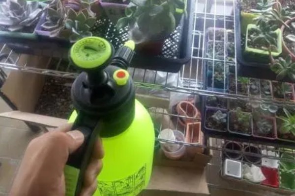 多肉植物如何浇水,春秋两季每隔2-4浇一次水