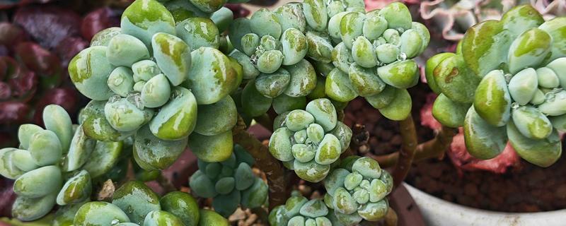 凝脂莲怎么养殖，可10天左右浇水一次