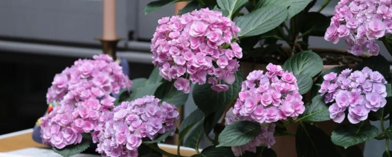 绣球花的常见品种,常见的有红帽、恩齐安多姆等