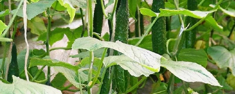 黄瓜叶子长白霜怎么处理，喷施嘧菌酯或醚菌酯进行预防