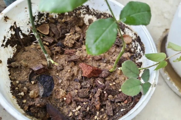 月季直接土插能不能生根，非常难生根