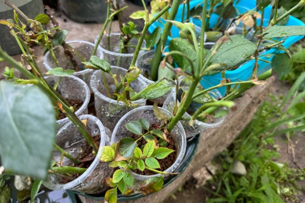 月季直接土插能不能生根，非常难生根