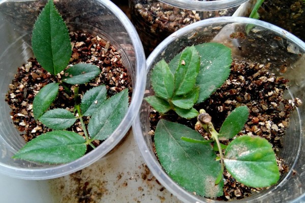 月季直接土插能不能生根，非常难生根