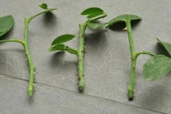 月季直接土插能不能生根，非常难生根