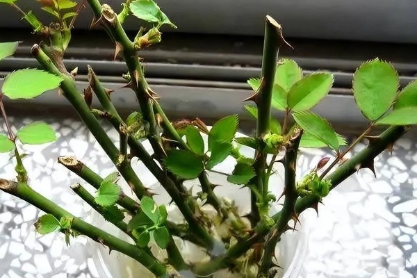 月季直接土插能不能生根，非常难生根