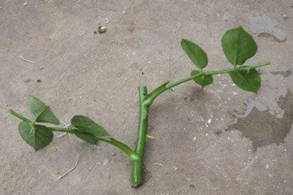 月季直接土插能不能生根，非常难生根